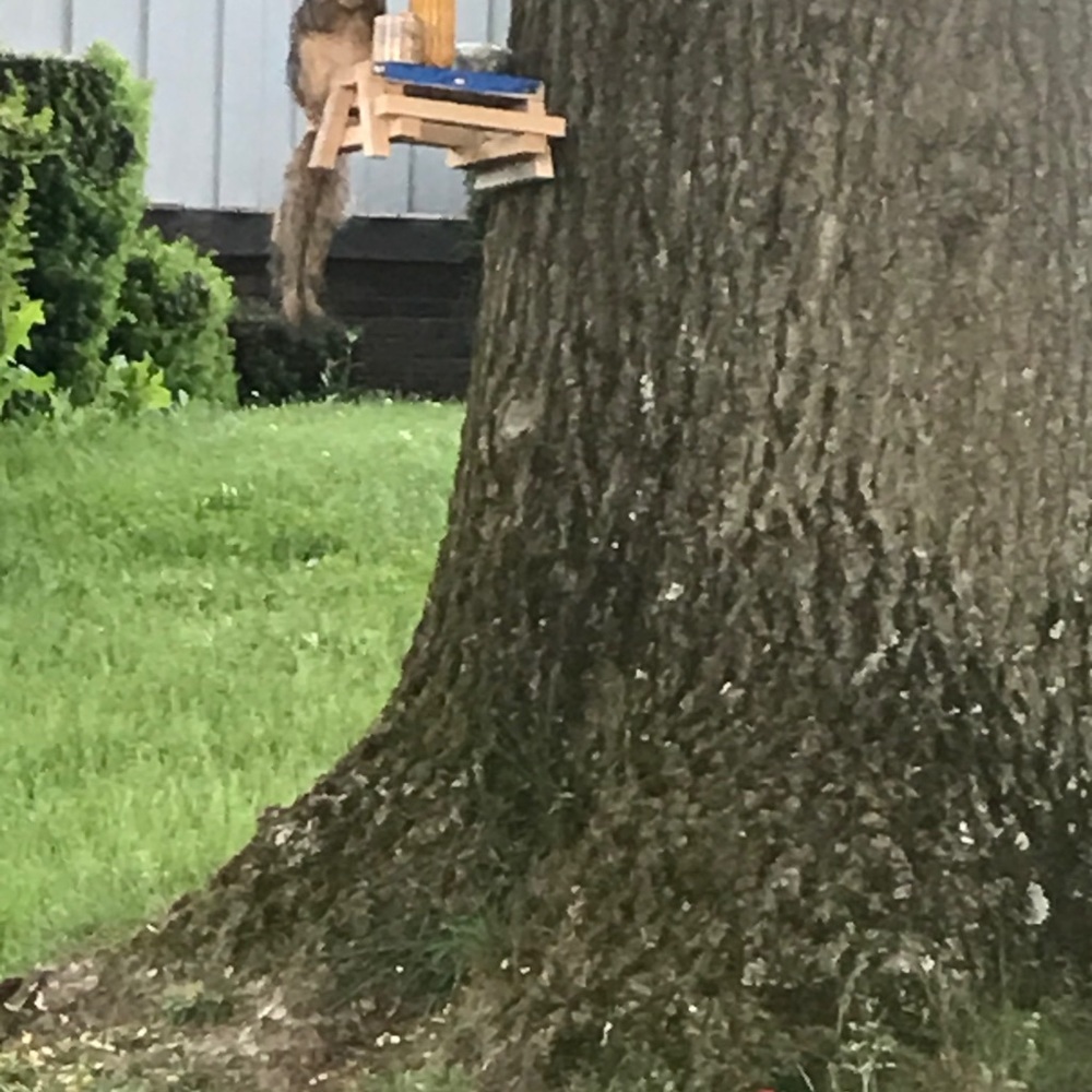 🐿 Squirrel Tables 🐿 - Picture 3 of 5